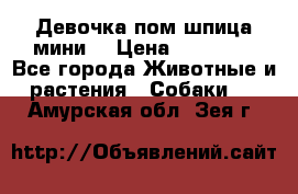 Девочка пом шпица мини  › Цена ­ 30 000 - Все города Животные и растения » Собаки   . Амурская обл.,Зея г.